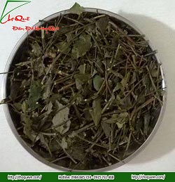 Cao chè vằng quảng trị tại sài gòn